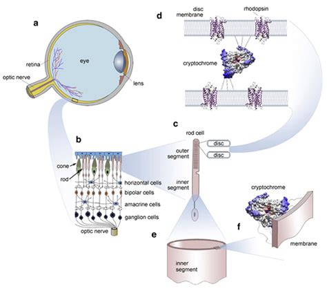 Image result for Metaverse Quantum Biocomputing
