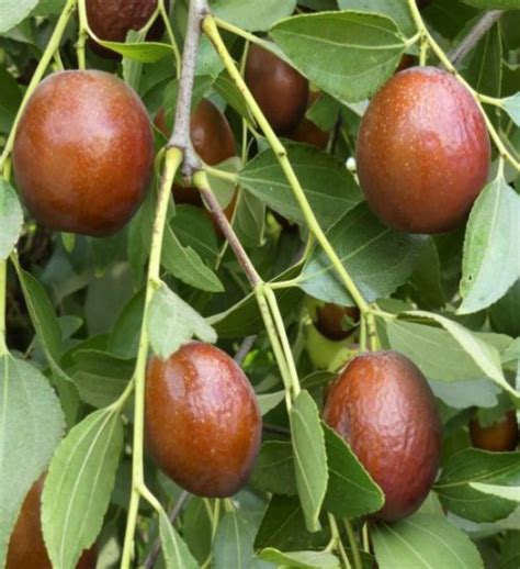 Elantha Fruit plant – ASHIYANA STORE