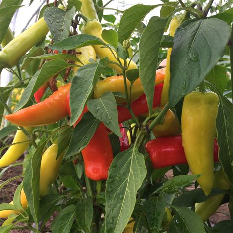Hungarian Hot Wax Pepper CO – BC Eco Seed Co-op