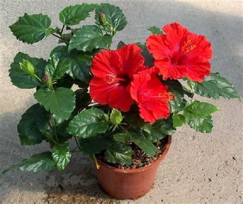 RED HIBISCUS FLOWER PLANT HYBRID ORGANIC GRAFTING TREE ALL TIME FLOWER ...