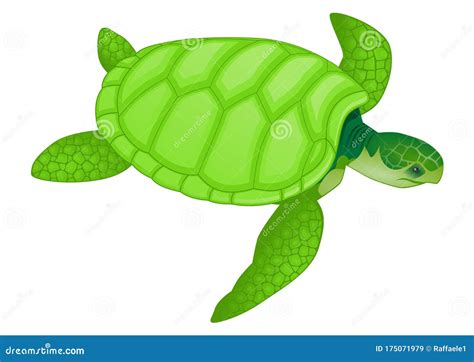 Green Sea Turtle Drawing