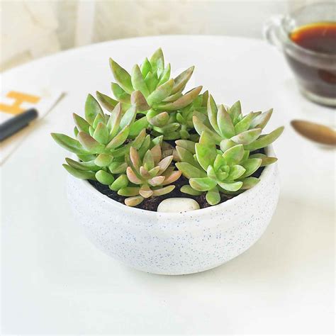 Plants That Dont Need Soil to Thrive