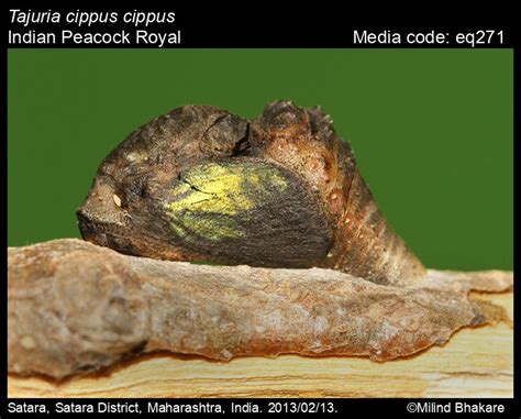 Tajuria cippus | Butterfly