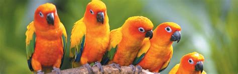 exotic bird for sale in Kolkata, pet for sale in kolkata | www ...