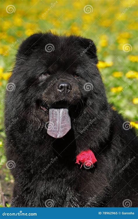Beautiful Fluffy Black Dog, Chow Chow Summer Outdoors Stock Image ...