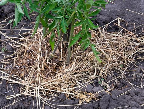 When to Mulch Your Vegetable Garden With Grass Clippings - Backyard Boss