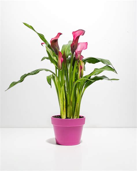 Pink Calla Lily | Pink Blooming Plants | Lively Root
