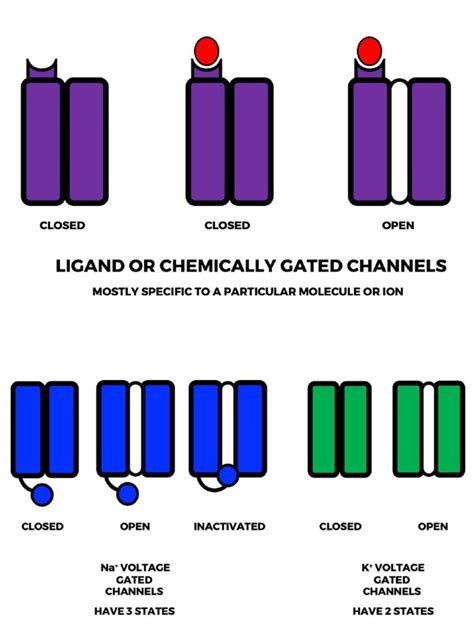 Image result for Channel Protein