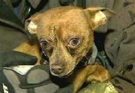 Image result for Exploding Chihuahua