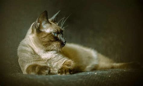 When your cat licks you, what are they really saying?