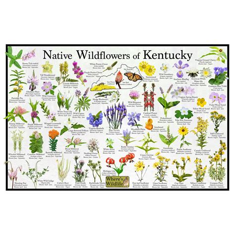 Flowers Native To Kentucky