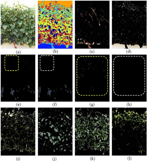 Grapevine Yield and Leaf Area Estimation Using Supervised ...