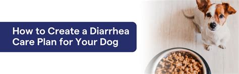 Dog Diarrhea Care Plan: When to Worry, When to Wait – K9 Vitality
