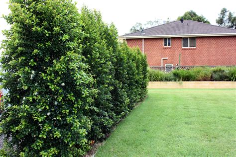 Tall Growing Flowering Shrubs