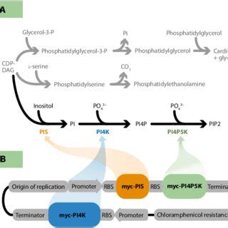 Image result for PIP2 Signaling Pathway