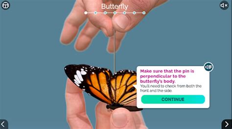 4-H Virtual Insect Collection 的图像结果