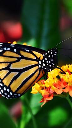 Free Butterfly Wallpaper For Android by Monarch Butterfly Wallpaper Iphone Android Desktop Free Butterfly Wallpaper For Android