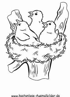 malvorlage vogel im nest ausmalbild vogelnest zum ausdrucken malvorlage vogel im nest ausmalbild vogelnest zum ausdrucken