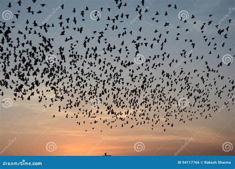 Flocking Behavior of Starlings Birds in Bikaner Stock Photo - Image of ...
