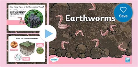 What do worms eat? - Worm Facts and Stories! - Twinkl