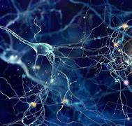 Image result for Neurons
