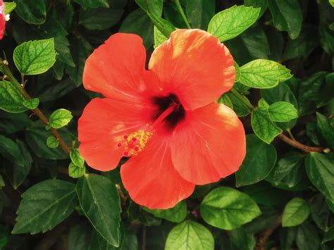 Download Flower Wallpaper | Wallpapers.com