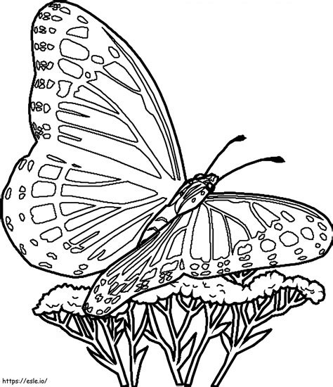 Image result for Butterfly Coloring