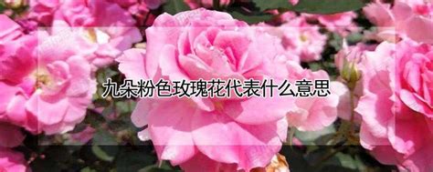 九朵粉色玫瑰花代表什么意思-农百科