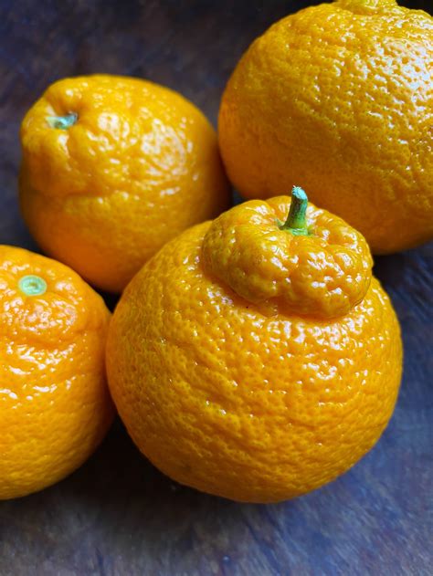 What Are Satsuma Mandarins at Ashton Beazley blog