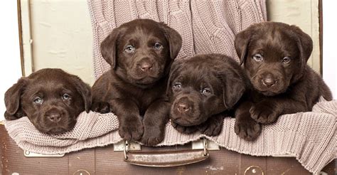 Chocolate Lab - Your Guide To The Chocolate Labrador Retriever