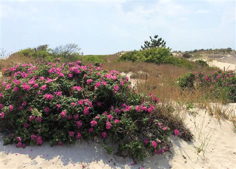 Gone To The Beach: June ~ Beach Roses
