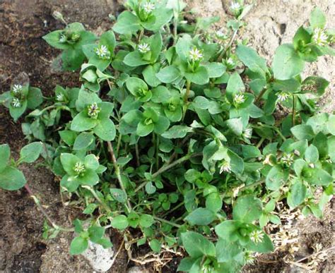 Quiz on Annual Garden Weeds, Recognition and Identification