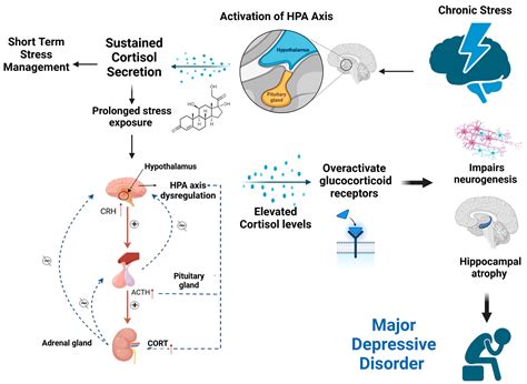 Corticosteroid-Induced Psychiatric Disorders: Mechanisms, Outcomes, and ...