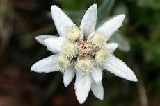 fiore edelweiss leggenda stella alpina sulla nascita dell edelweiss nelle fiore edelweiss leggenda stella alpina sulla nascita dell edelweiss nelle