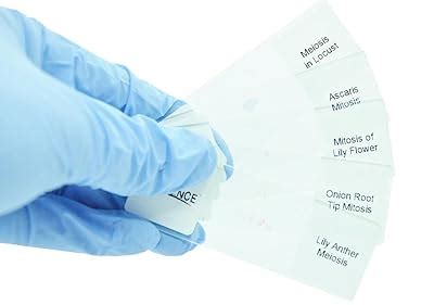 DIY-SCIENCE Prepared Animal Plant Cell Mitosis Meiosis Amitosis India ...