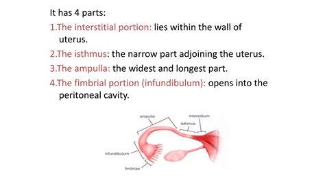 Anatomy and embryology of female reproductive system | PPTX - isthmus of uterus
