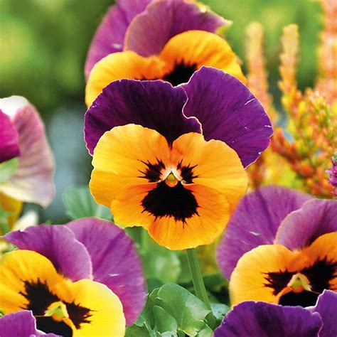 Image result for Spring Flower Types