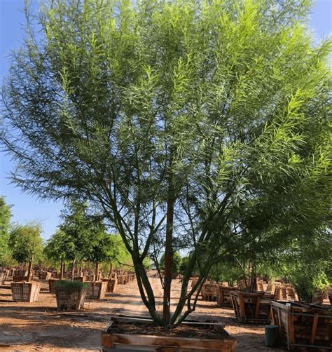 Palo Verde Cercidium hybrid Parkinsonia ‘Desert Museum’ – Yardwork