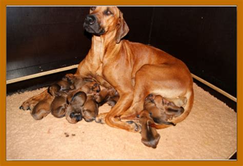 Rhodesian Ridgeback Hurra die Welpen sind da in Salzkotten | Tiere ...