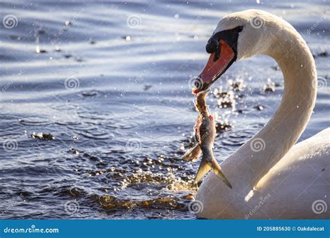 What Do Swans Eat