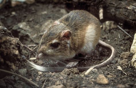 22 Animals That Thrive in Desert Environments - Facts.net