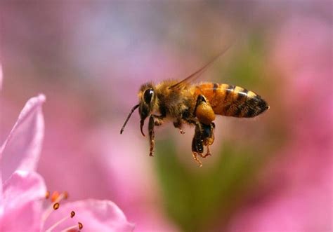 蜂毒 - 蜜蜂百科 - 酷蜜蜂