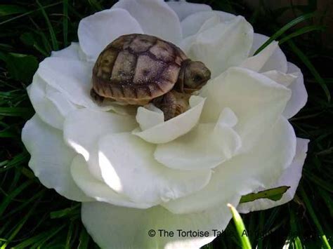 Browse and Search the Tortoise Table Plant Database