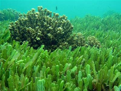 神奇的海藻活性物质——《海藻的故事》书摘系列-搜狐