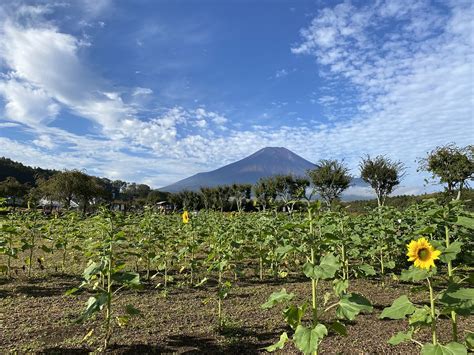Japan Mount Fuji 的图像结果