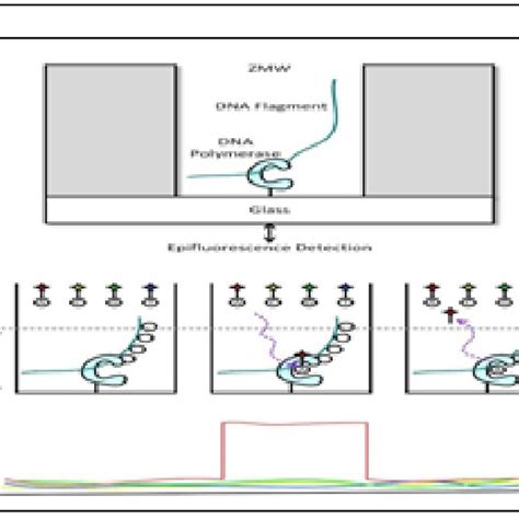 Image result for Solid Sequencing Explained