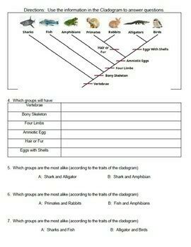 Image result for Cladogram Practice