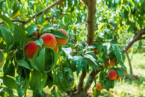 How to Grow a Peach Tree From Seed - Peach Pit Planting & Growing Guide