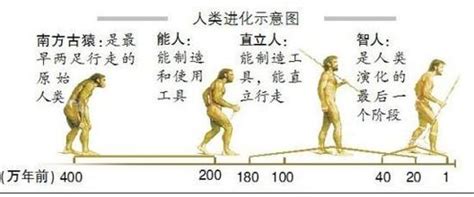 人类进化过程中独特的生存策略可能促进了社会和文化发展 - 化石网