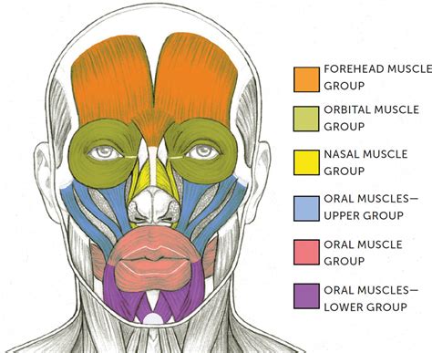 Facial Muscles and Expressions - Classic Human Anatomy in Motion: The ...